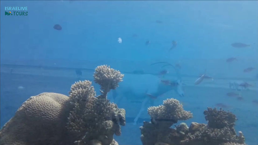 Eilat - places worth a visit in our vacation city